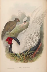 Gennaeus nycthemerus = Lophura nycthemera